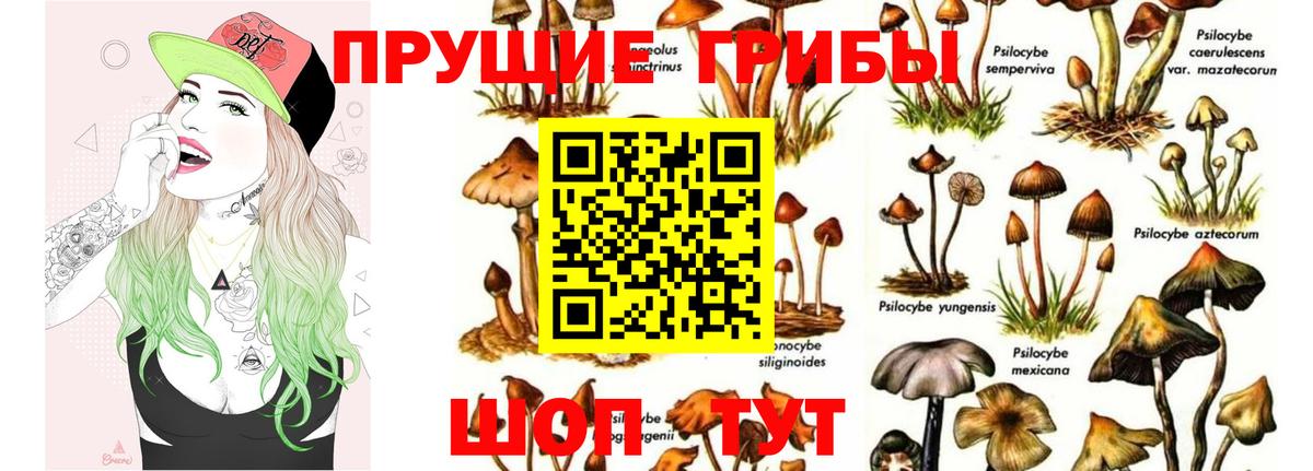 цена наркотик  Псилоцибиновые грибы MAGIC MUSHROOMS  Вход с VPN  Щёлково 